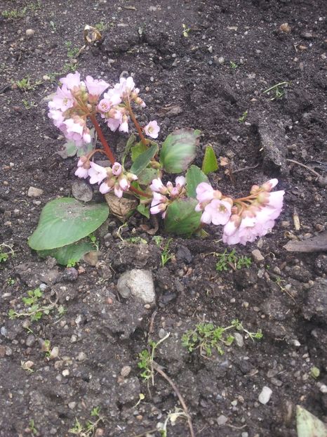 Bergenia 2 - Bergenia