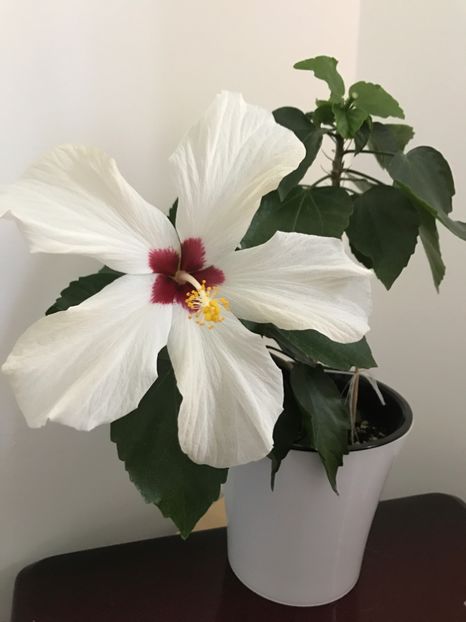 05.05.2017 - Hibiscus 2017