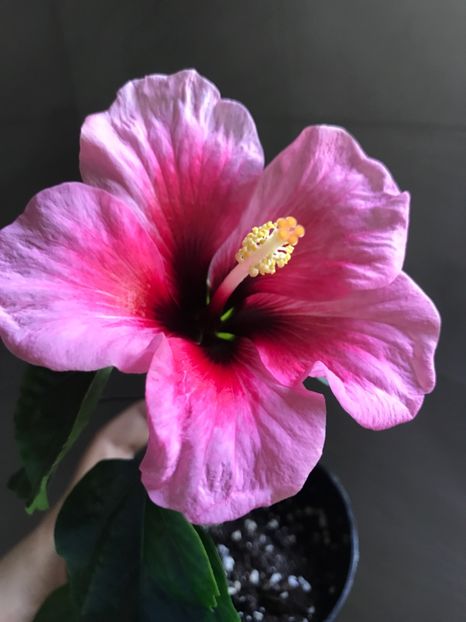05.05.2017 - Pink Dream - Hibiscus 2017