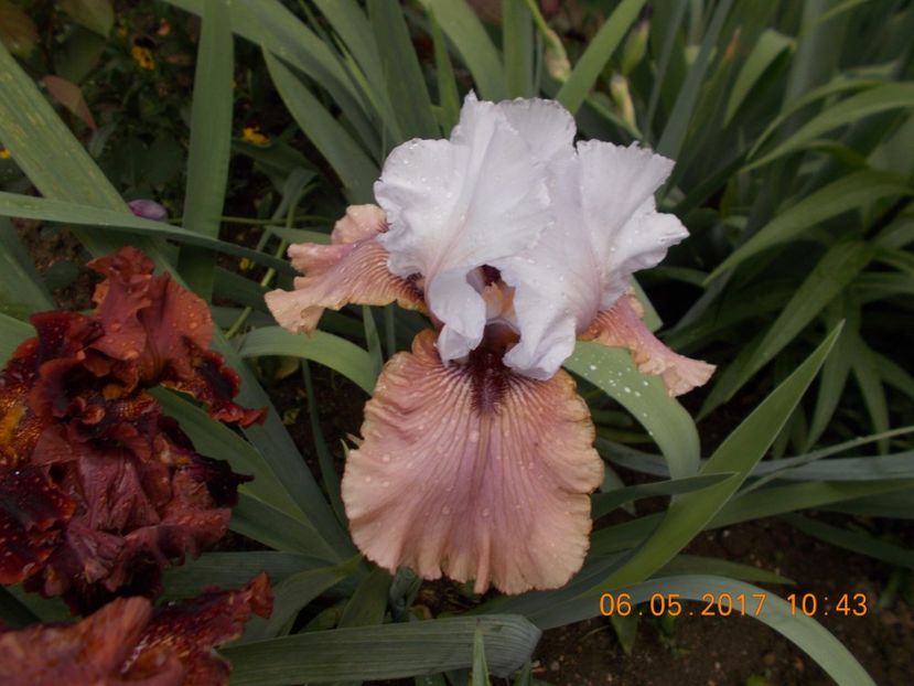 imprimis - IRISI BARBATA ELATIOR SI INTERMEDIA  2017