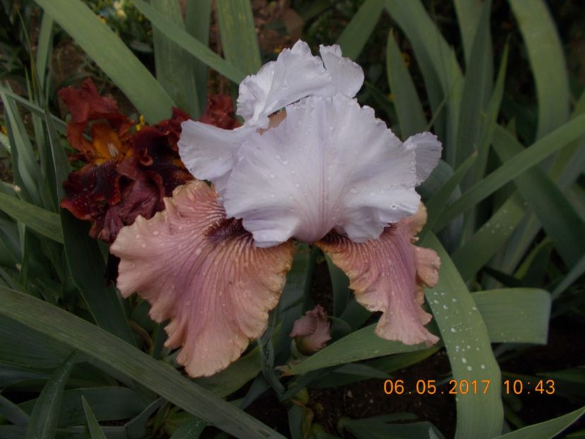 imprimis - IRISI BARBATA ELATIOR SI INTERMEDIA  2017