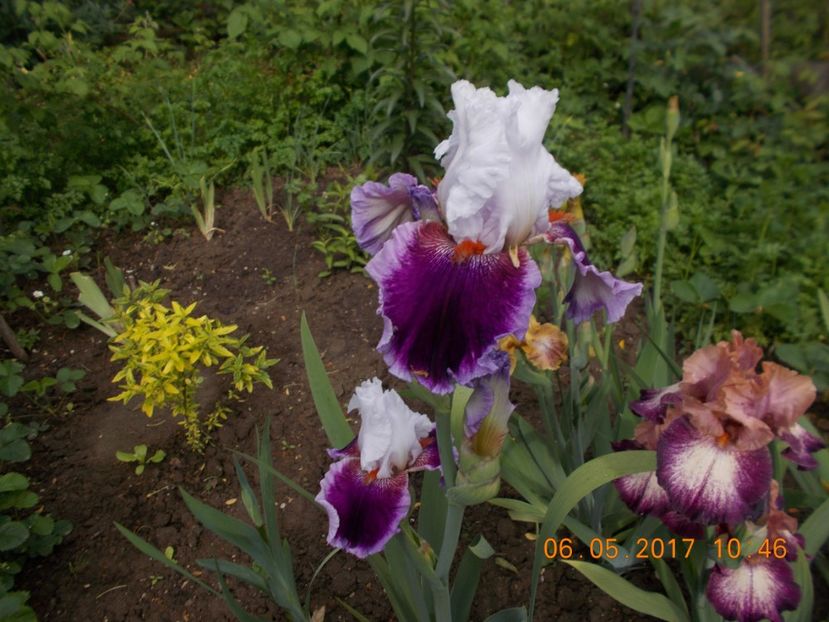 gracious curves - IRISI BARBATA ELATIOR SI INTERMEDIA  2017