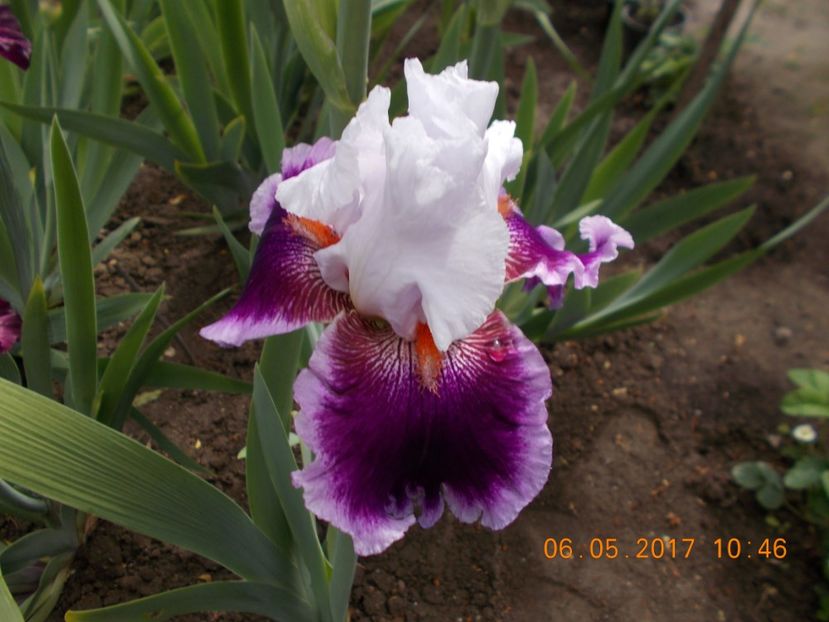 gracious curves - IRISI BARBATA ELATIOR SI INTERMEDIA  2017