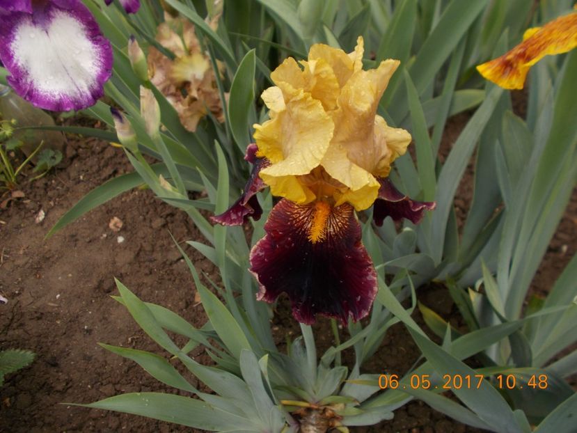 tanya - IRISI BARBATA ELATIOR SI INTERMEDIA  2017