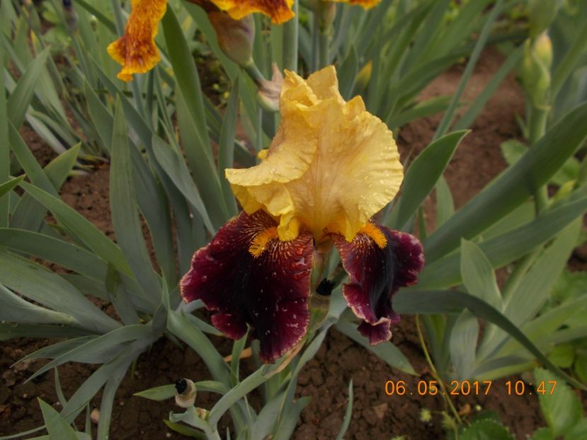 tanya - IRISI BARBATA ELATIOR SI INTERMEDIA  2017