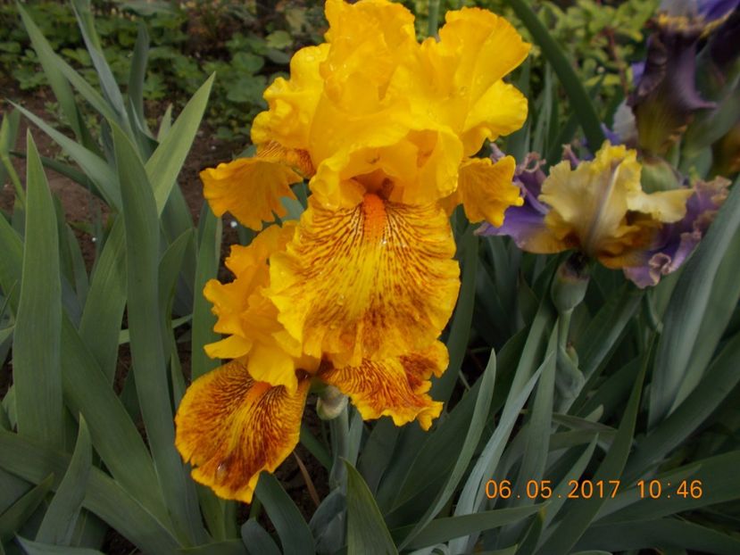 dazzling gold - IRISI BARBATA ELATIOR SI INTERMEDIA  2017