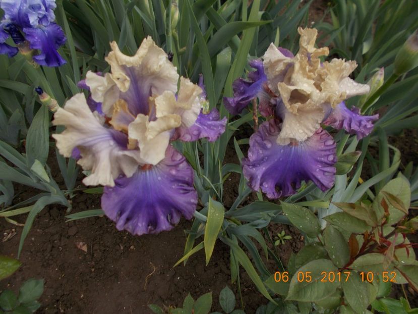 oratorio - IRISI BARBATA ELATIOR SI INTERMEDIA  2017