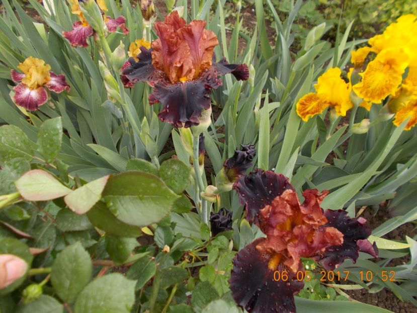 masai warrior - IRISI BARBATA ELATIOR SI INTERMEDIA  2017