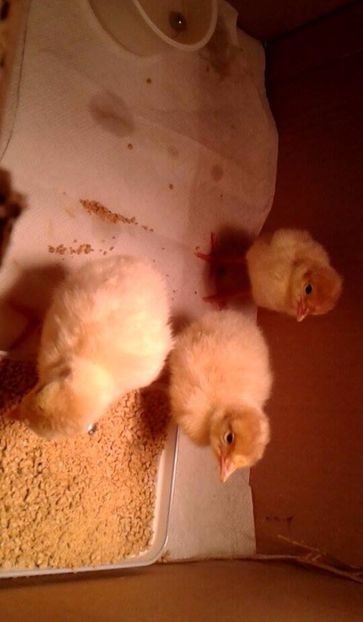 Pui de curca rosie - A---Achizitii 2017