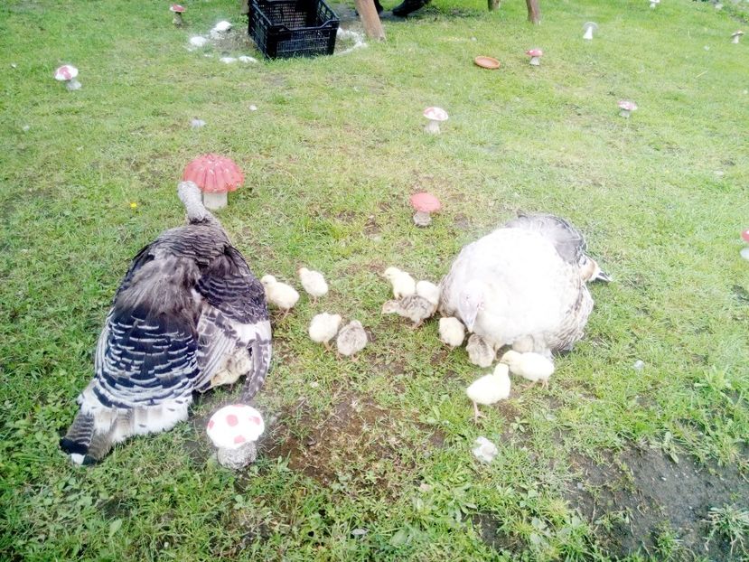 Se acomodeaza cu micutii - Curca 2