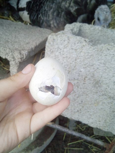 Acum ies si eu - Curca 3