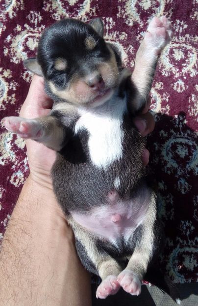 LARY - AAAAAAAAA__DIVA_OSMI URMASUL LUI OSMAN IN MEMORIAM