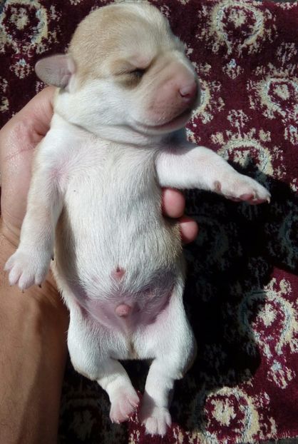  - AAAAAAAAA__DIVA_OSMI URMASUL LUI OSMAN IN MEMORIAM