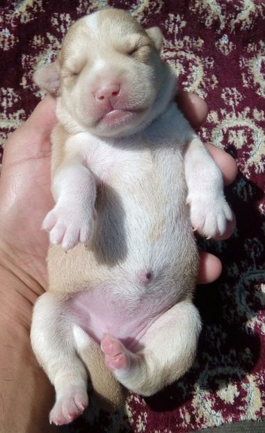  - AAAAAAAAA__DIVA_OSMI URMASUL LUI OSMAN IN MEMORIAM