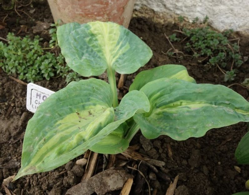  - hosta Chain Lightning