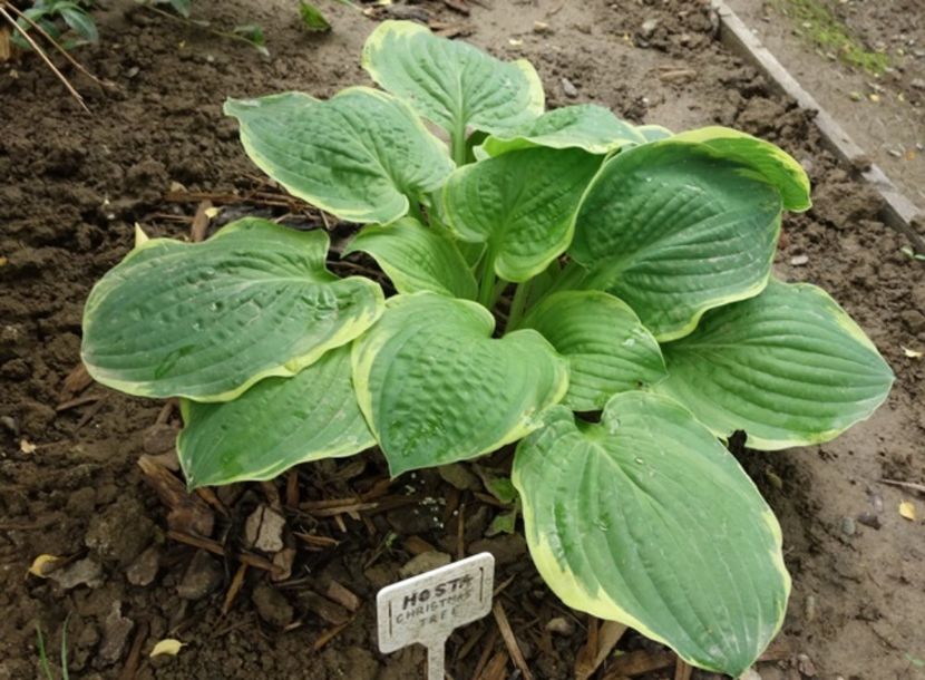  - hosta Christmas Tree