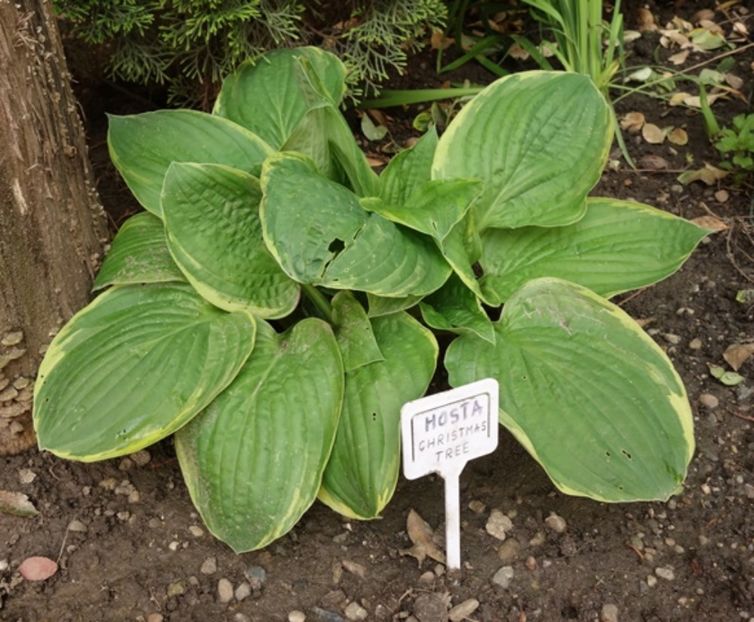  - hosta Christmas Tree