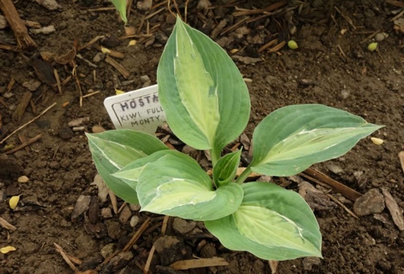  - hosta Kiwi Full Monty