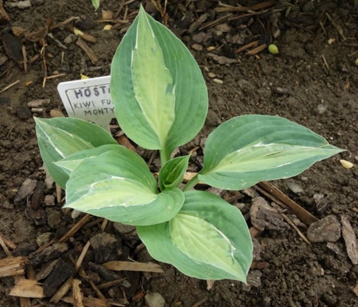  - hosta Kiwi Full Monty