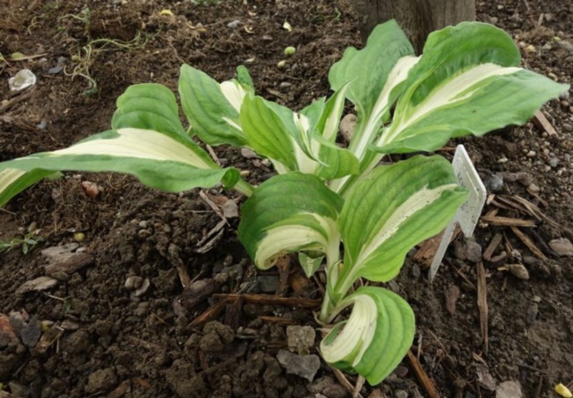  - hosta Mediovariegata