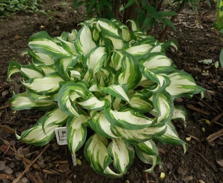  - hosta Undulata Mediovariegata