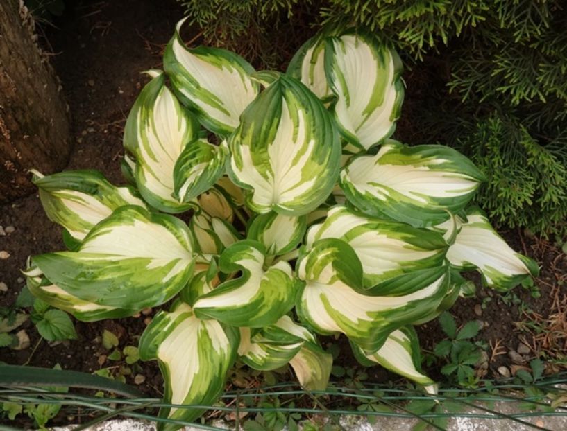  - hosta Undulata Mediovariegata