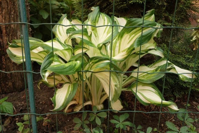  - hosta Undulata Mediovariegata