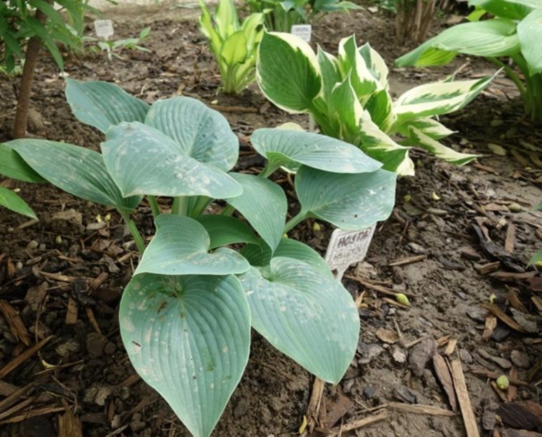  - hosta Halcyon