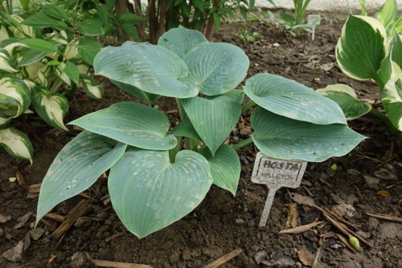  - hosta Halcyon