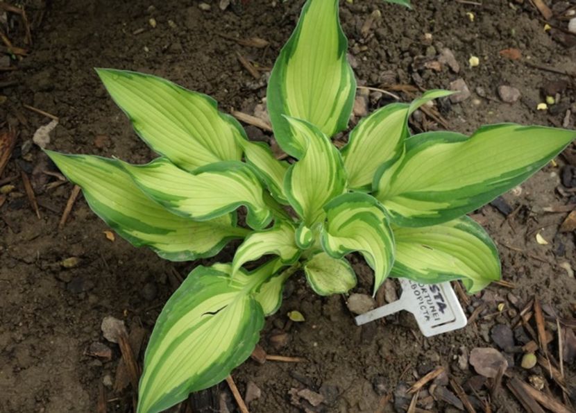  - hosta Fortunei Albopicta