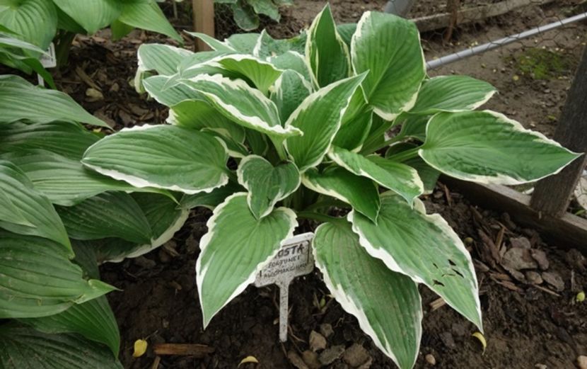  - hosta Fortunei Albomarginata