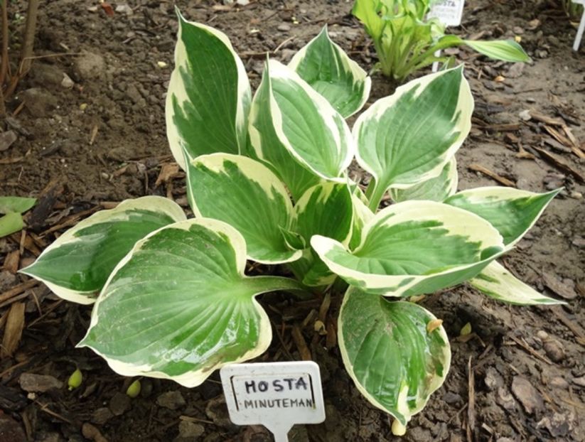  - hosta Minuteman