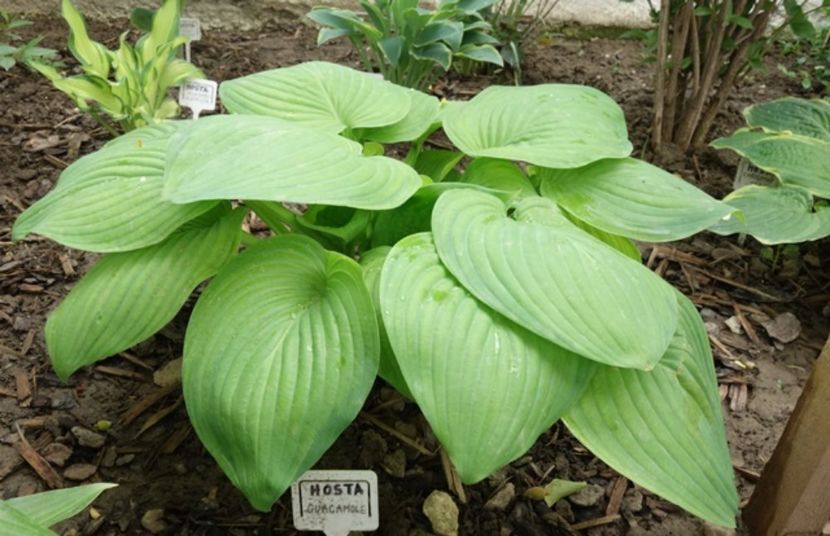  - hosta Guacamole