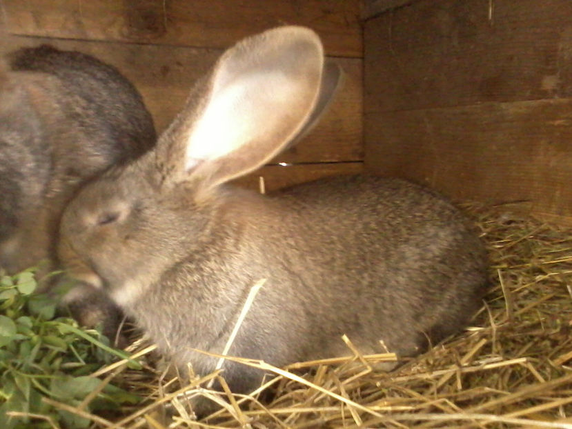 Fotografie-0087 - Iepuri urias german gri 2017