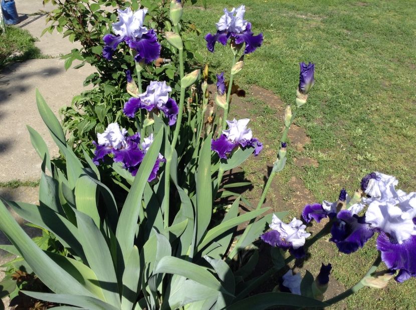 World premier - Irisi 2017