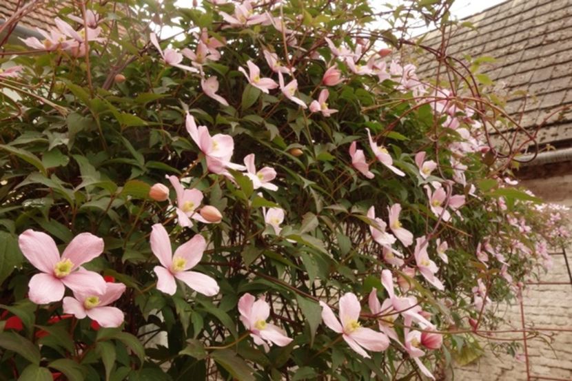  - Clematis Montana Rubens