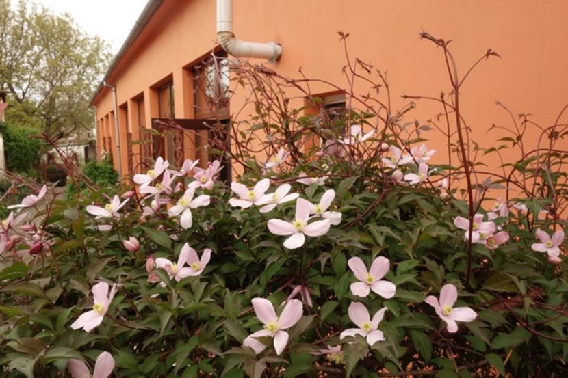  - Clematis Montana Rubens