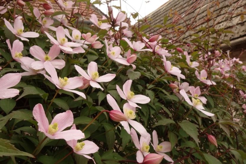  - Clematis Montana Rubens