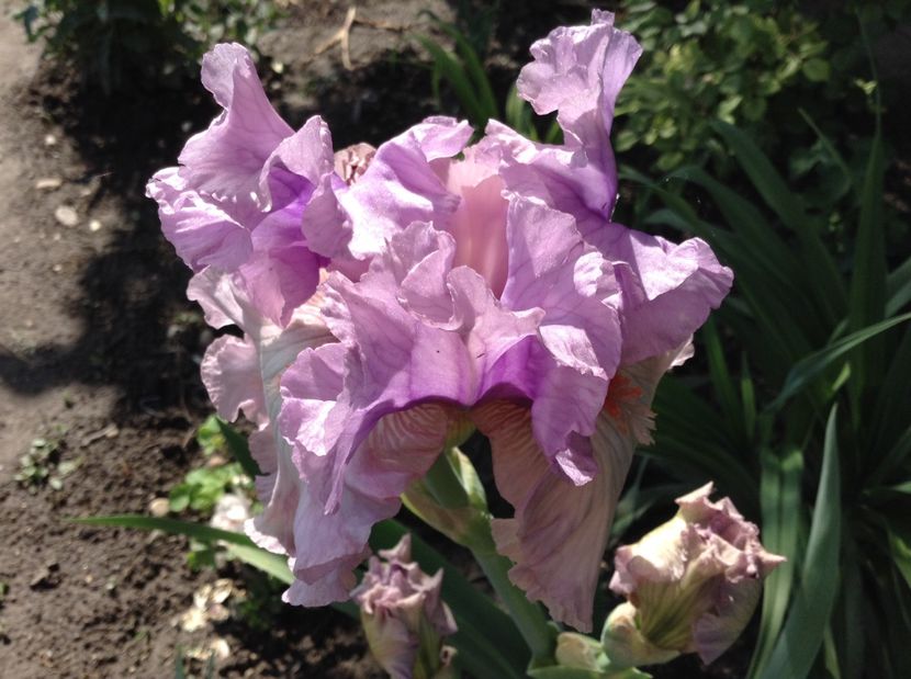 Modern woman - Irisi 2017