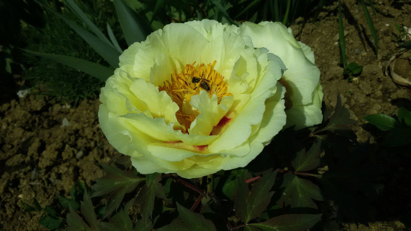 tmp_21493-20170506_131248893611121 - bujori 2017