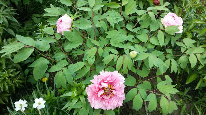 tmp_21493-20170506_124610762062896 - bujori 2017