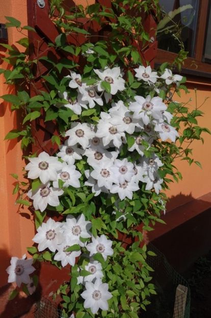  - Clematis Miss Bateman