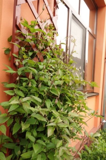 1 (2) - Clematis The President