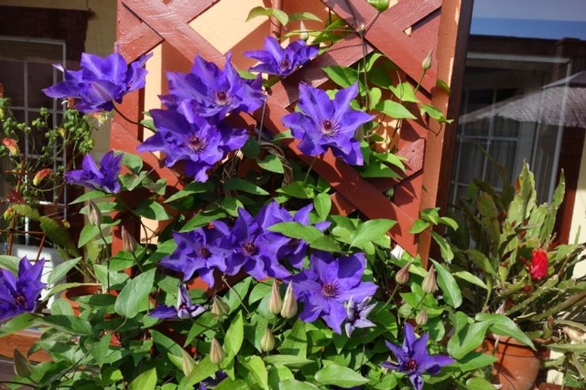 1 (3) - Clematis The President