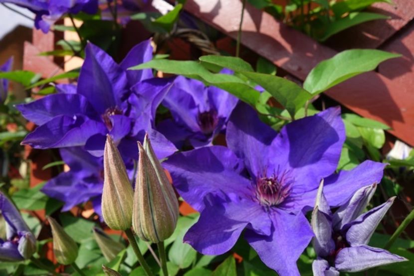 1 (4) - Clematis The President