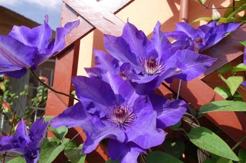 1 (5) - Clematis The President