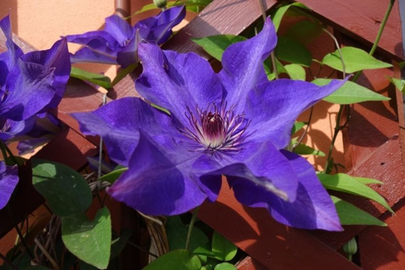 1 (6) - Clematis The President