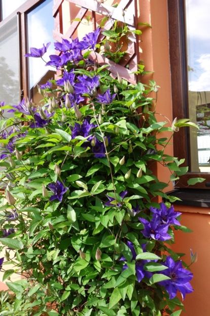 1 (8) - Clematis The President