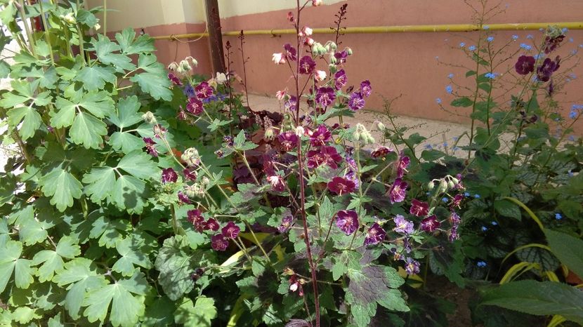 Geranium phaeum Samobor, 5mai - 2017 geranium