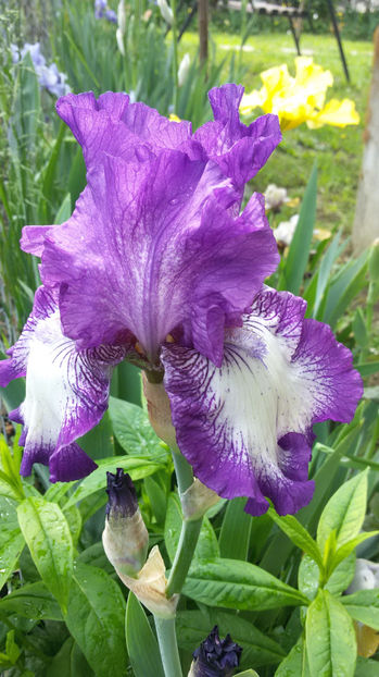 tmp_21493-20170506_0953221617771118 - irisi 2017